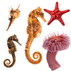 タツノオトシゴと仲間たち　実写