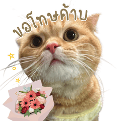 Susufamily: Sushi Cat-V1