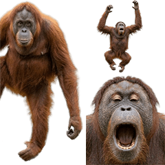 オラウータン　実写