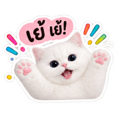 Chubby white cute cat