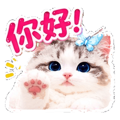 Blue-eye Butterfly Cat Daily
