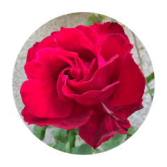 RED ROSE STICKERS 1
