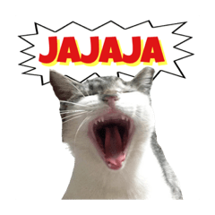 辻家の猫たち。スペイン語ver