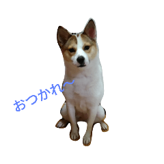 元野犬のもちゃ