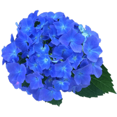 紫陽花（文字無し）hydrangea