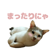 使える猫スタンプ☆実写