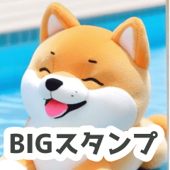 プールとふんわり柴犬のBIGスタンプ