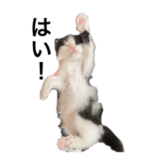 片塩のぺっと！