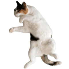 たつきちの首のあるネコチャン(実写) 2