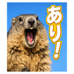 【日常】絶叫マーモット40個詰め合わせ