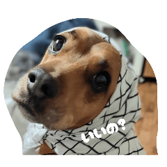 マチコマキのロン