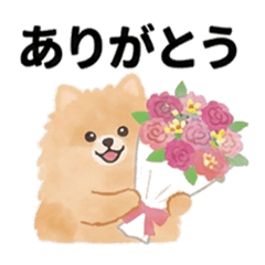 ポメラニアンのあんず空豆の会話