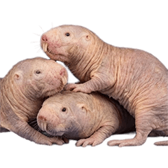 ハダカデバネズミ　実写