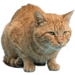 ノラネコ　実写