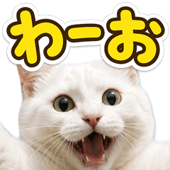 とびだす★落ち着きない猫★ねこ★ダンス★