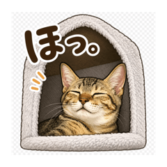 みみちゃんの日常②