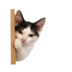 面白くてかわいい猫