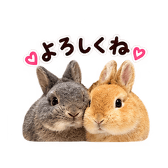 どんちとテンちゃんのふわふわ日常