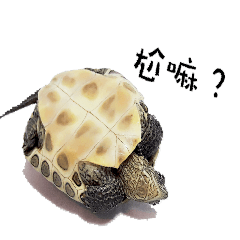 Little Little Turtle