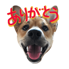 ポチ(三重の犬).3