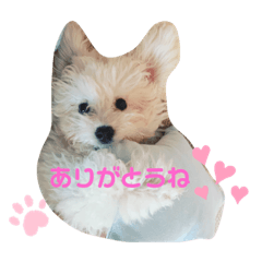 愛犬のティラくん