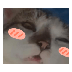 chompooeiei_20220315173355