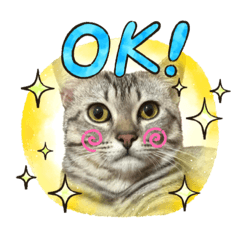 Naughty cat_20221124203011