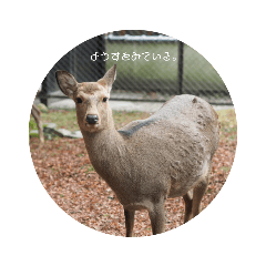 動物スタンプ　奈良公園冬