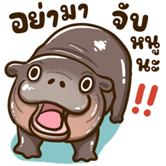 MooNoom the cute hippo