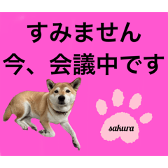 シバ犬のさくらさんの「すみません」➕α