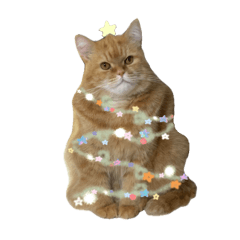 Caramel cats Christmas