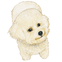 ビションプードルのメル