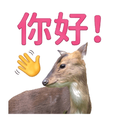 Formosan Muntjac 2