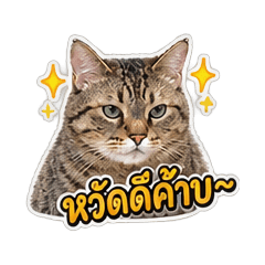 Lisa Tiger & Khun Luang Cats