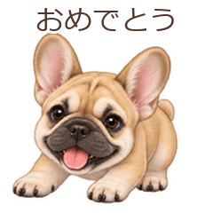 動く♪フレンチブルドッグの毎日
