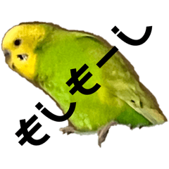 parakeet kooo