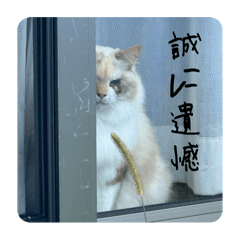 フリー素材おいも（猫）