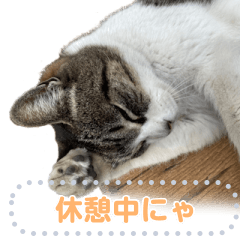 サプライズ部No12