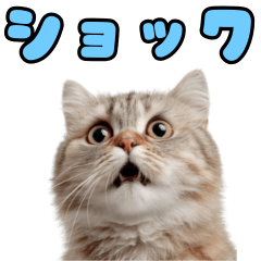 びっくり顔のネコ