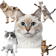 文字なし　かわいい猫たち