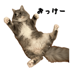 わが家のからあげ君