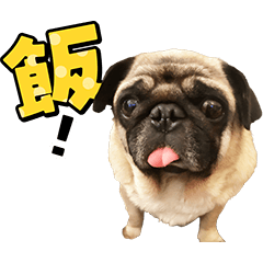 【坂上どうぶつ王国】公式スタンプ