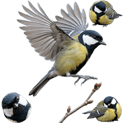 BIG! シジュウカラ　実写