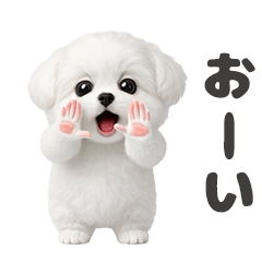 踊る♥マルチーズ
