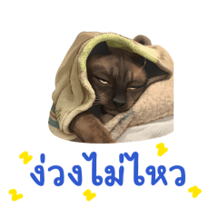 Pupukuka_20260405101804