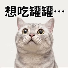 moonji Cat