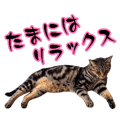 ポコ【保護猫】⑭