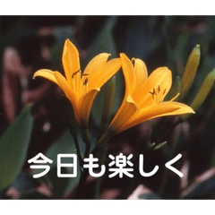 こころ休まる花と風景(11)