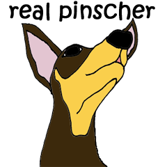 real pinscher 1