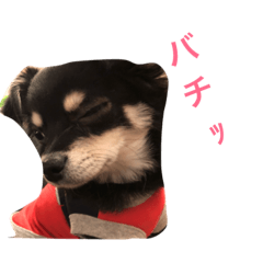 あずちゃんスタンプ5